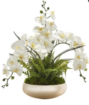 White Phael Orchids With Ferns